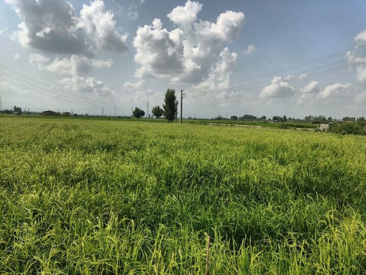 خیز مزارع مازندران به سمت تولید؛ شالیزار در مسیر جهش تولید