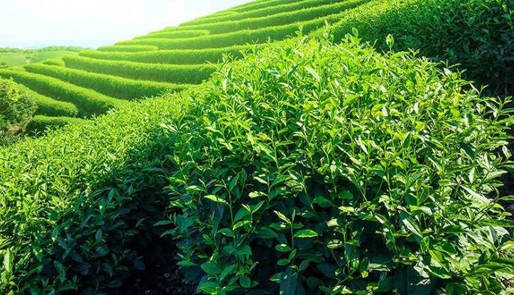 نوآوری در پایش ویروسهای گیاه چای