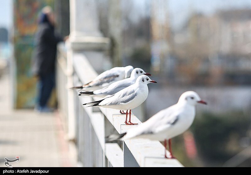 مرغان کاکایی در بندرانزلی