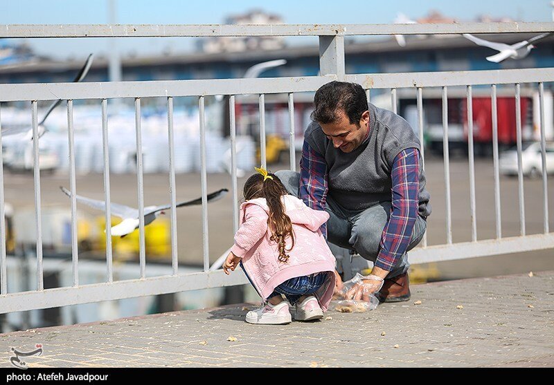 مرغان کاکایی در بندرانزلی