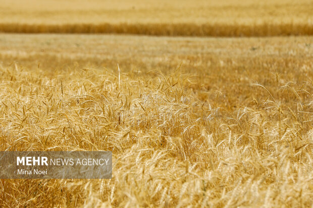 بازنگری در بیمه گندمزارها؛ سهم کشاورز از حق بیمه حذف شد