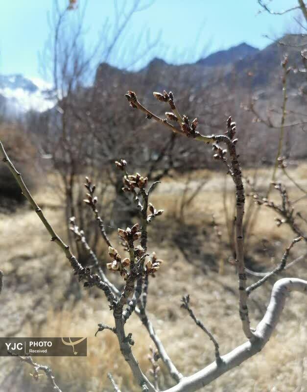 شکوفه‌های زودهنگام بهار در روستای بیدهند قم