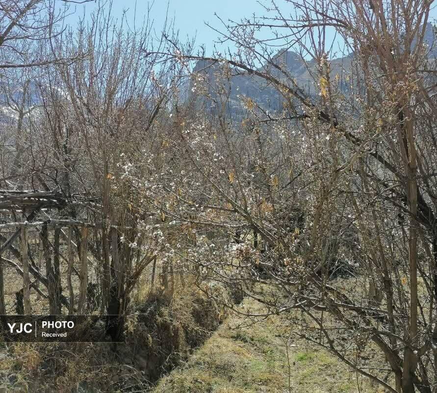 شکوفه‌های زودهنگام بهار در روستای بیدهند قم