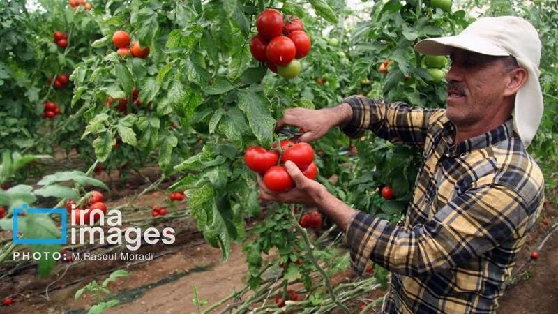 گلخانههای روستایی در خراسان شمالی؛ کوچک اما پرثمر