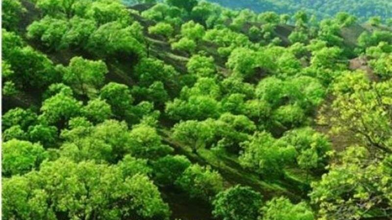 تغییر کاربری، چرای دام، آتش‌سوزی و راه‌سازی عوامل اصلی تخریب جنگل‌ها در ایلام
