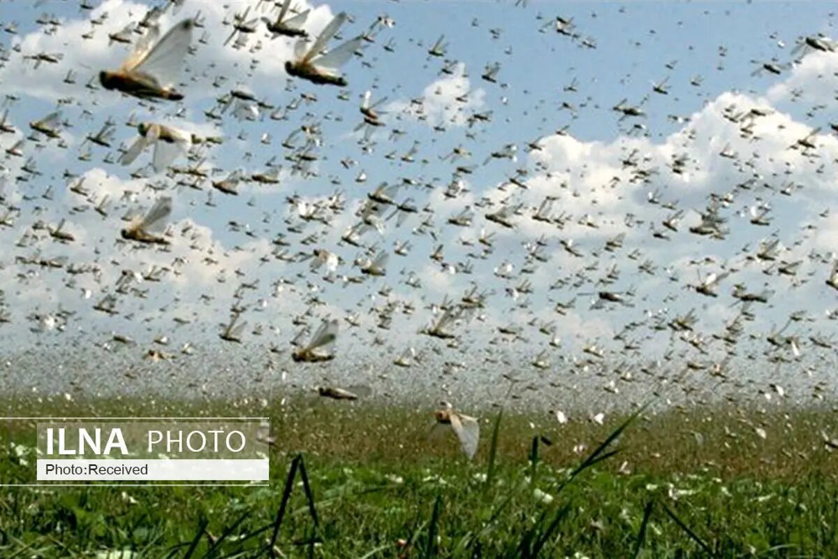 احتمال حمله ملخ صحرایی در اسفند شدت گرفت