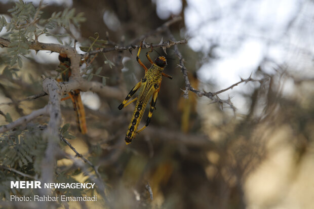 احتمال حمله ملخ صحرایی در اسفند شدت گرفت