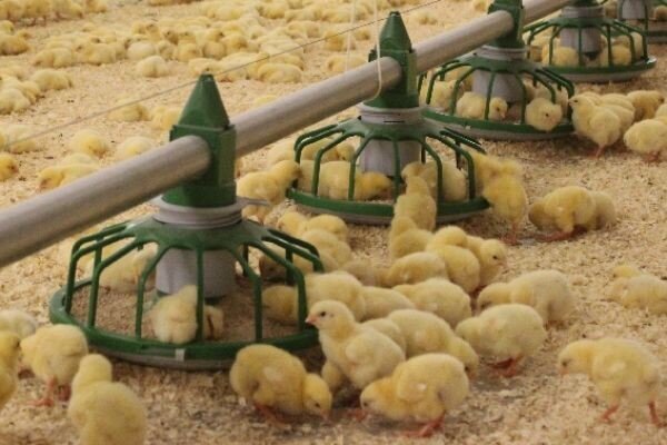 هشدار نماینده بیرجند درباره تضعیف صنعت مرغداری در خراسان جنوبی