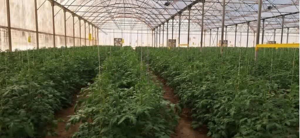 آمادگی واگذاری چهار مجتمع گلخانه‌ای در ایلام به بخش خصوصی