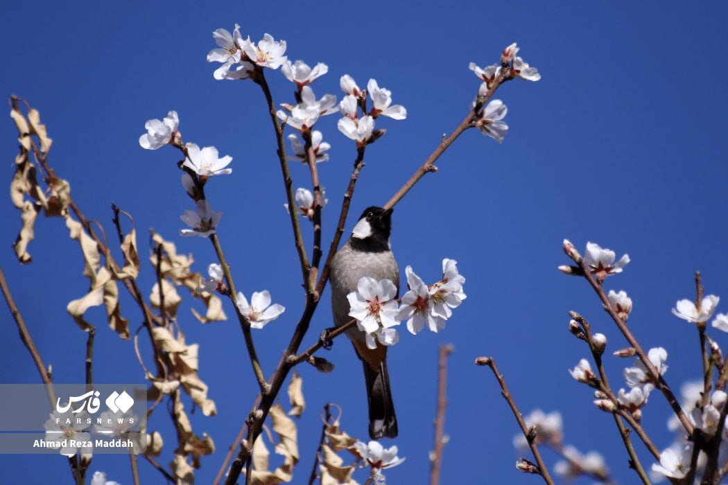 شکوفه های زمستانی در شهر راز