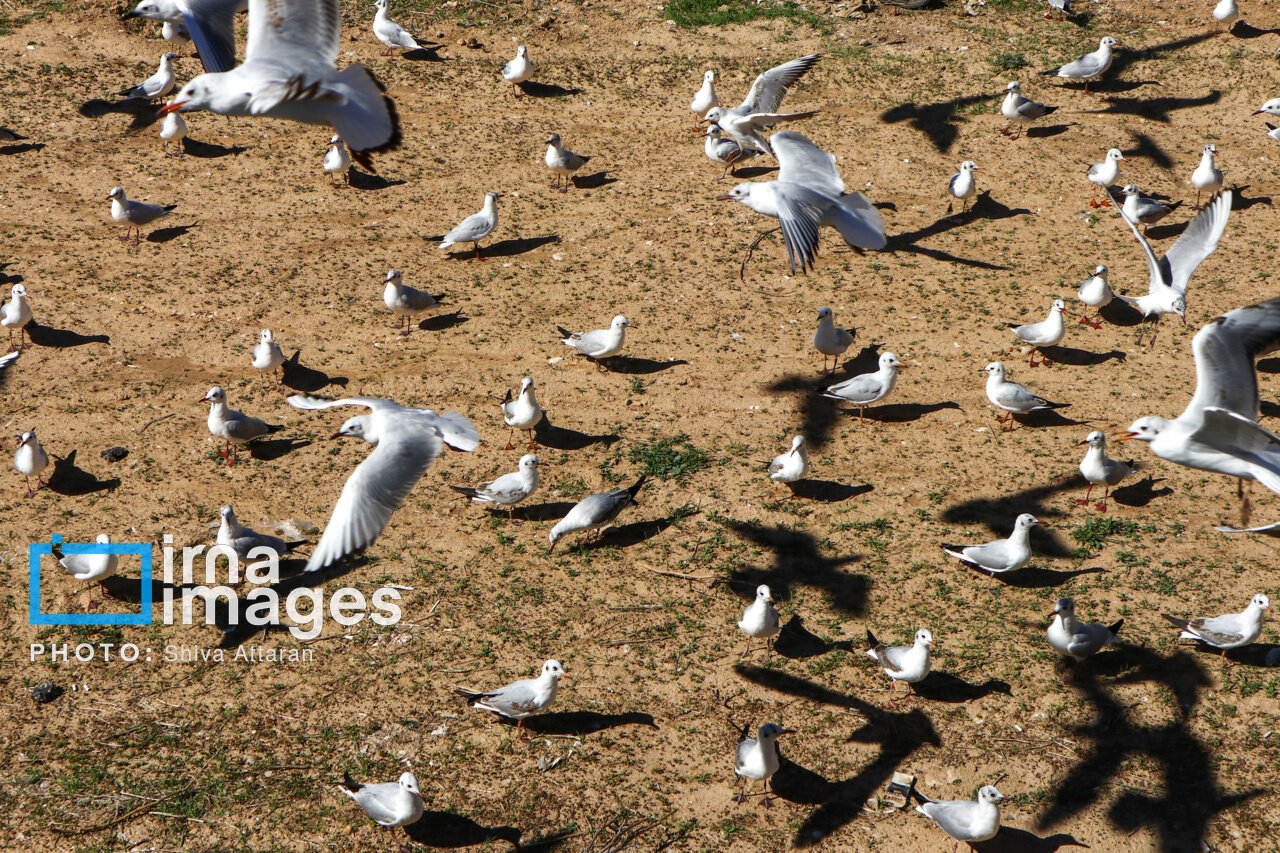کاکایی‌ها؛ میهمان رودخانه «خشک» شیراز