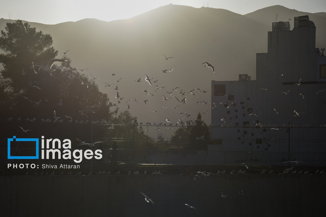 کاکایی‌ها؛ میهمان رودخانه «خشک» شیراز