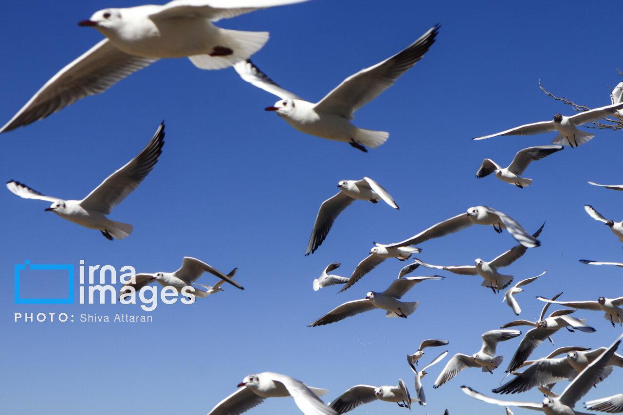 کاکایی‌ها؛ میهمان رودخانه «خشک» شیراز