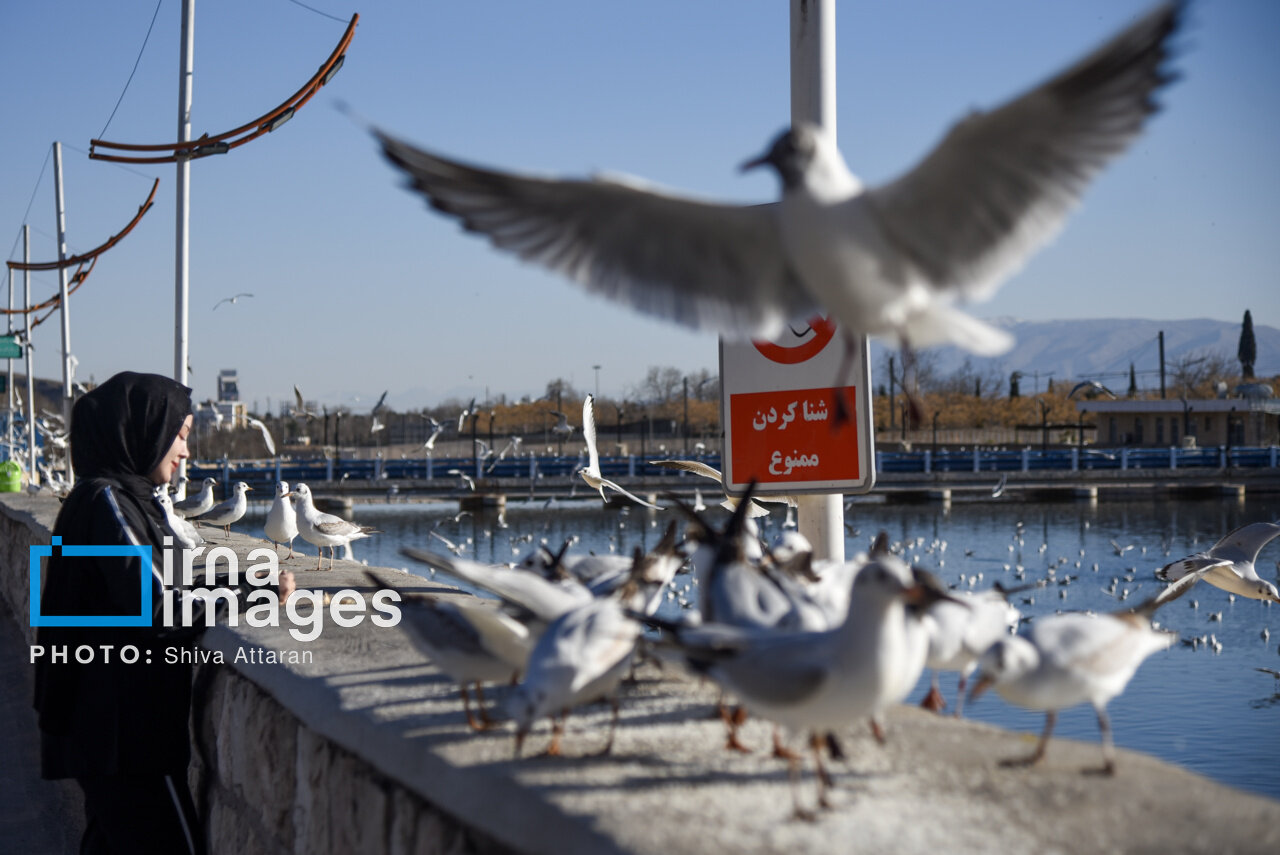 کاکایی‌ها؛ میهمان رودخانه «خشک» شیراز