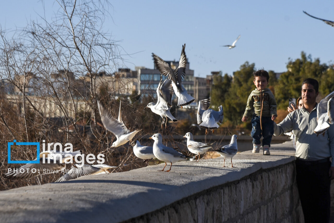 کاکایی‌ها؛ میهمان رودخانه «خشک» شیراز