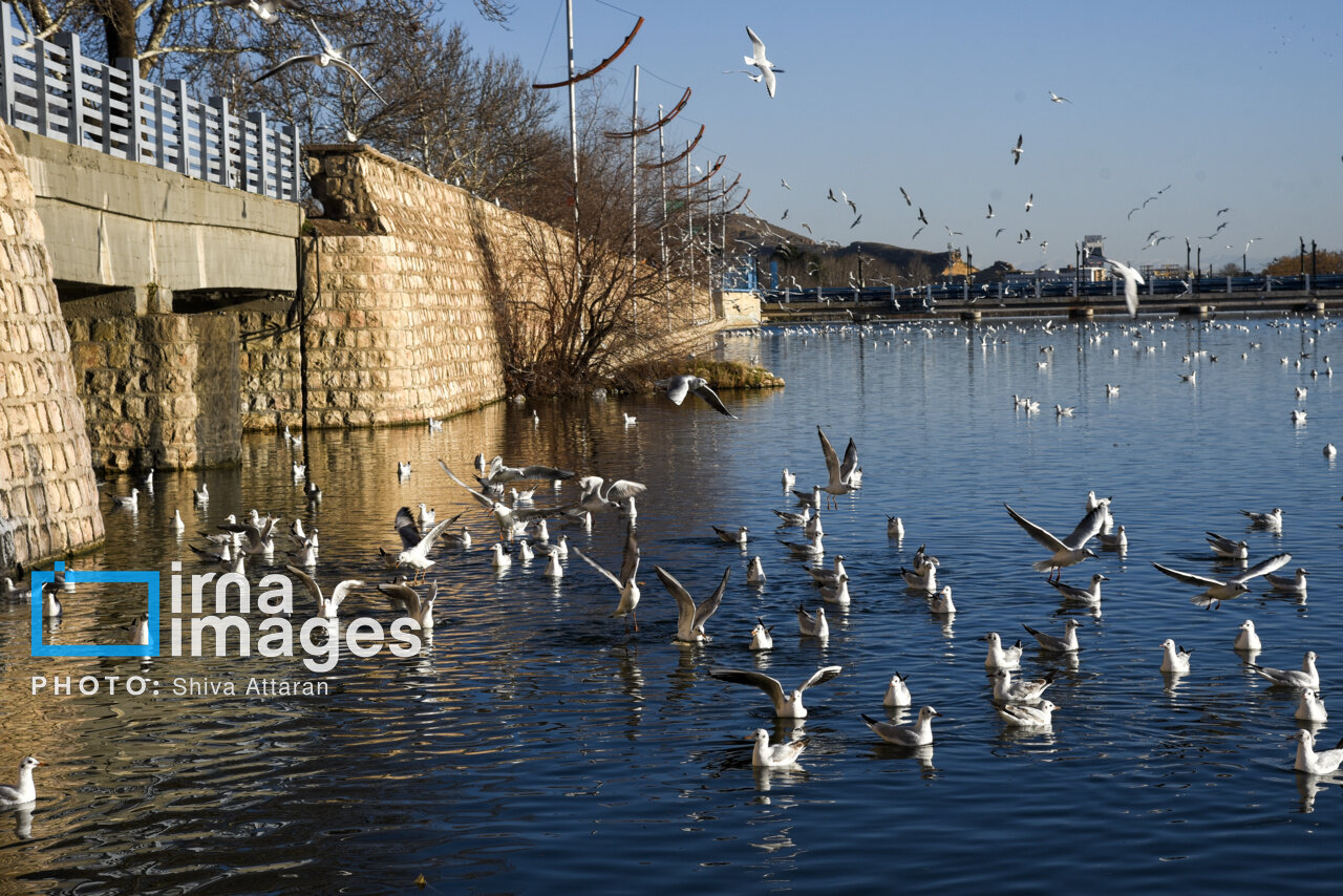 کاکایی‌ها؛ میهمان رودخانه «خشک» شیراز