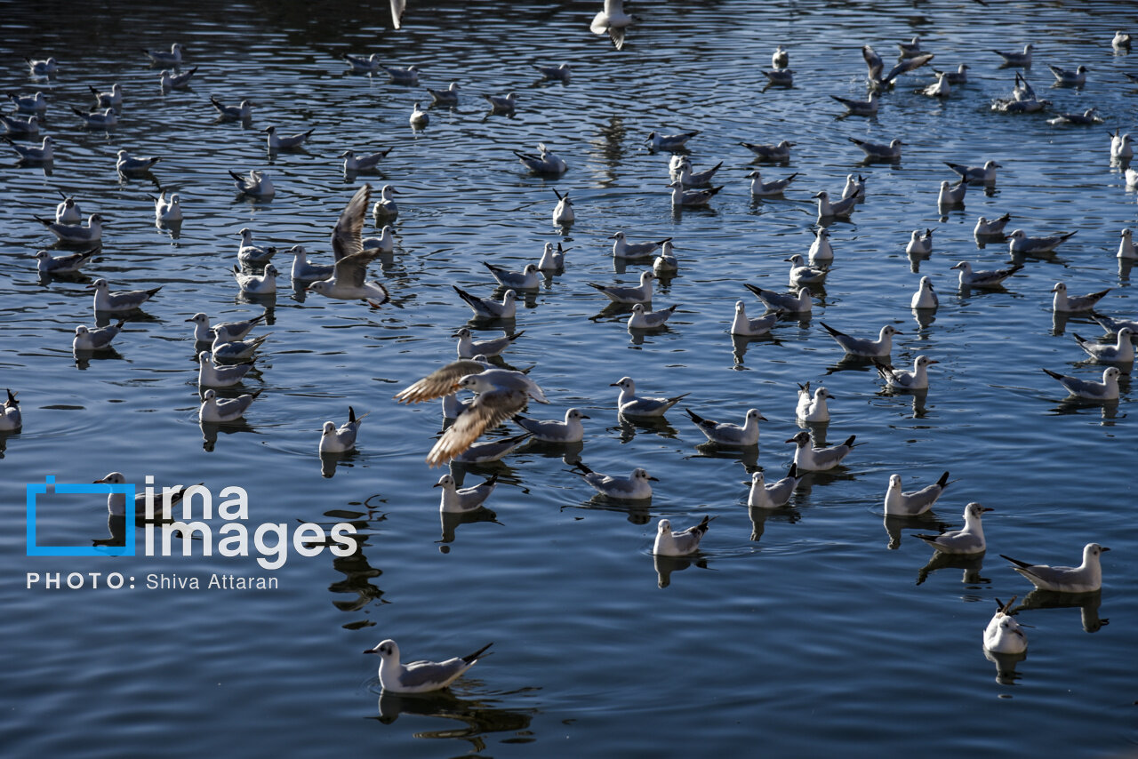 کاکایی‌ها؛ میهمان رودخانه «خشک» شیراز