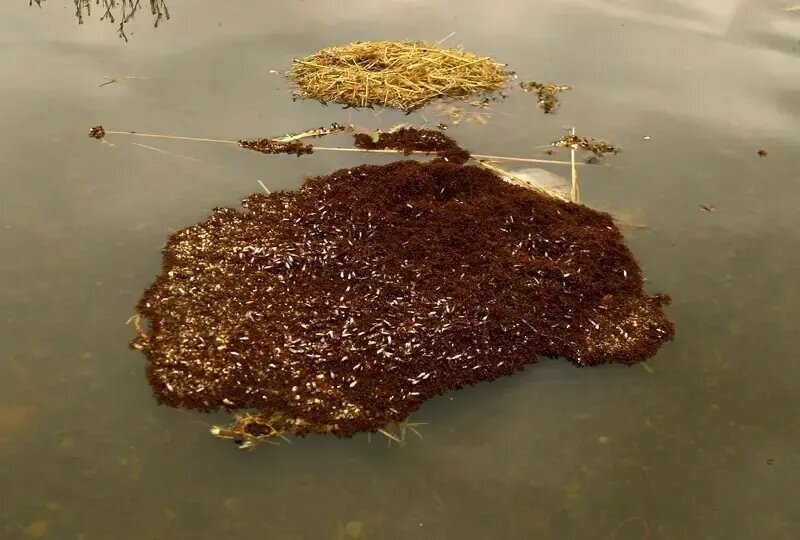 شناورهایی از جنس «مورچه» که هفتهها روی آب شناور میمانند | عکس