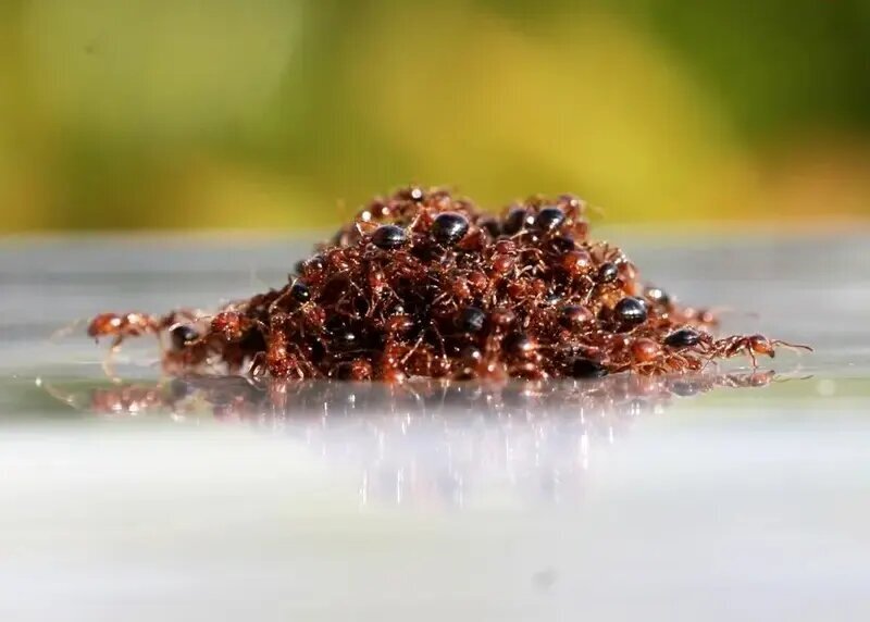 شناورهایی از جنس «مورچه» که هفتهها روی آب شناور میمانند | عکس