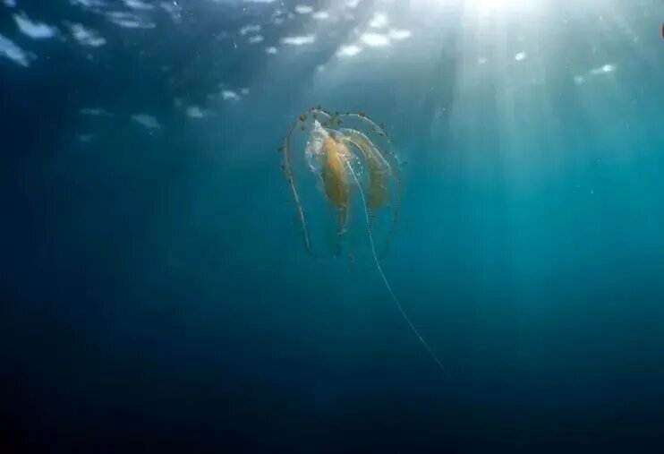 جانورانی شبیه موجودات فضایی که پیش از دایناسورها می‌زیستند! | عکس