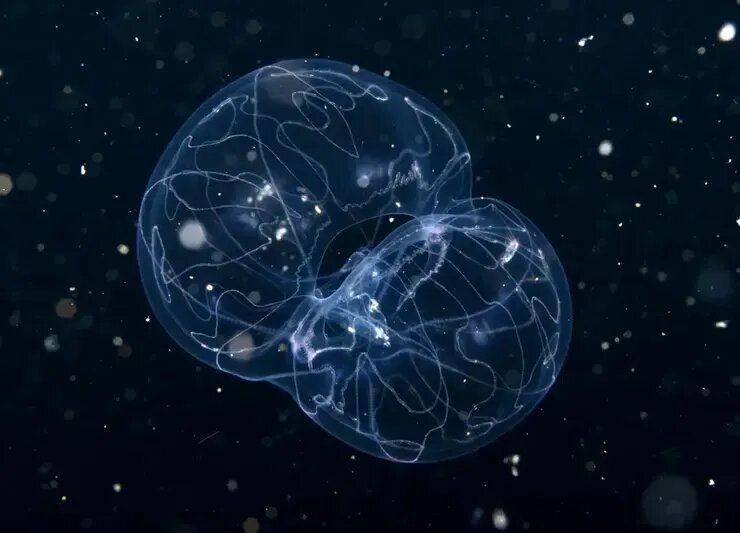 جانورانی شبیه موجودات فضایی که پیش از دایناسورها می‌زیستند! | عکس