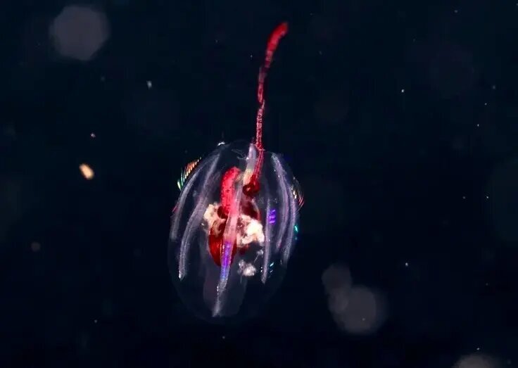 جانورانی شبیه موجودات فضایی که پیش از دایناسورها می‌زیستند! | عکس