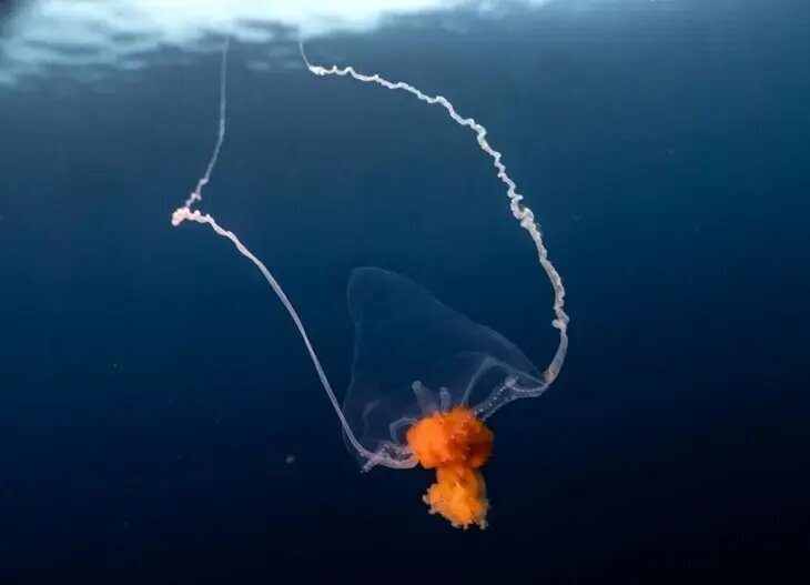 جانورانی شبیه موجودات فضایی که پیش از دایناسورها می‌زیستند! | عکس