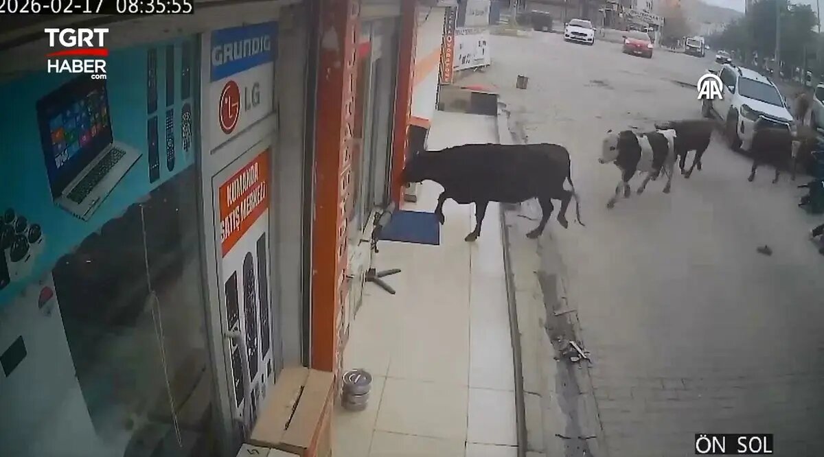 لحظه جالب ورود گاوها به فروشگاه لوازم خانگی؛ خیلی منظم و مرتب! + فیلم