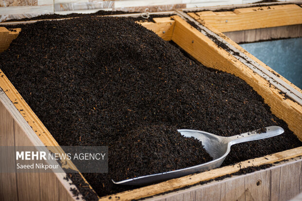 افزایش ۱۰ درصدی صادرات چای؛ رشد قیمت جهانی و تقویت جایگاه چای ایرانی