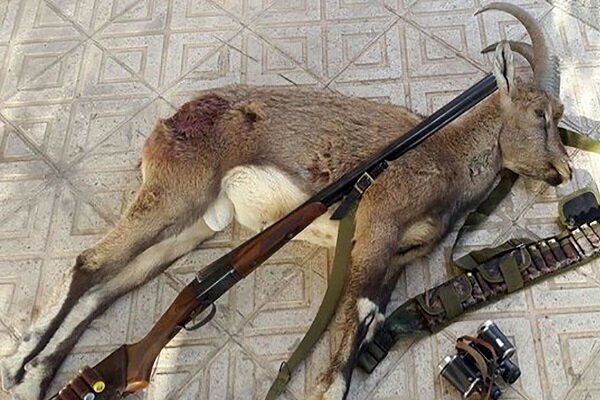 ۴۰ سال حبس برای سه شکارچی حیاتوحش در چهارمحالوبختیاری