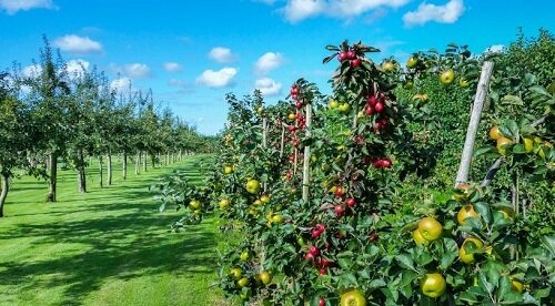 توسعه باغهای ایلام با اجرای طرح ۵۰۰ هکتاری / ایجاد اشتغال برای ۵۰۰ نفر