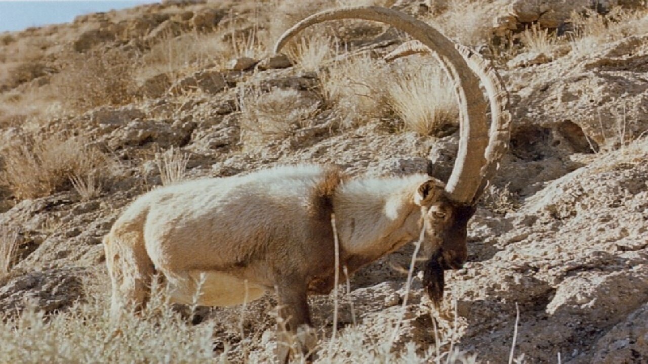 زاگرس بی‌پناه؛ سفره‌هایی که از طبیعت دزدیده می‌شوند