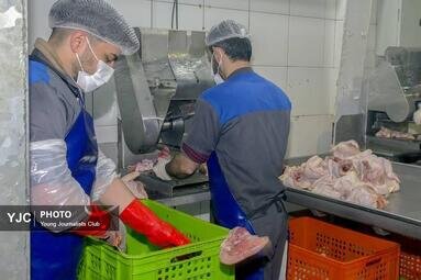 تولید گوشت مرغ در خدمت امنیت غذایی + تصاویر