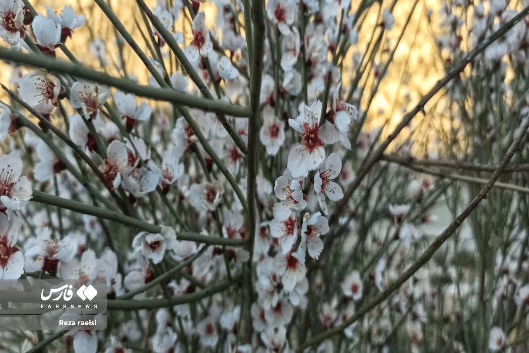 شکوفه‌های بادام کوهی در جم
