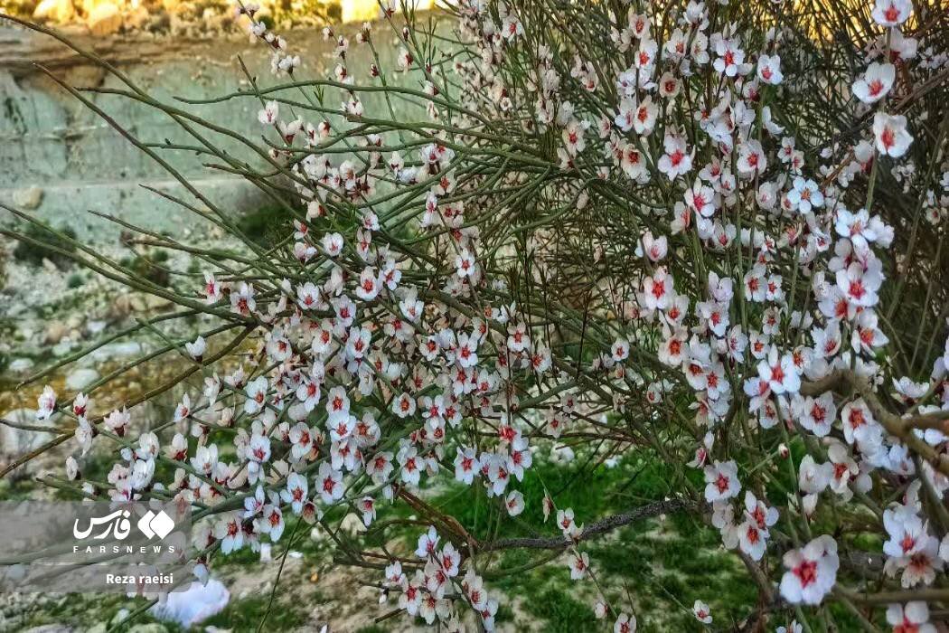 شکوفه‌های بادام کوهی در جم