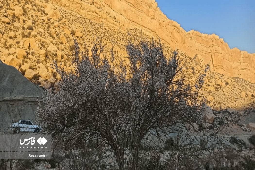 شکوفه‌های بادام کوهی در جم