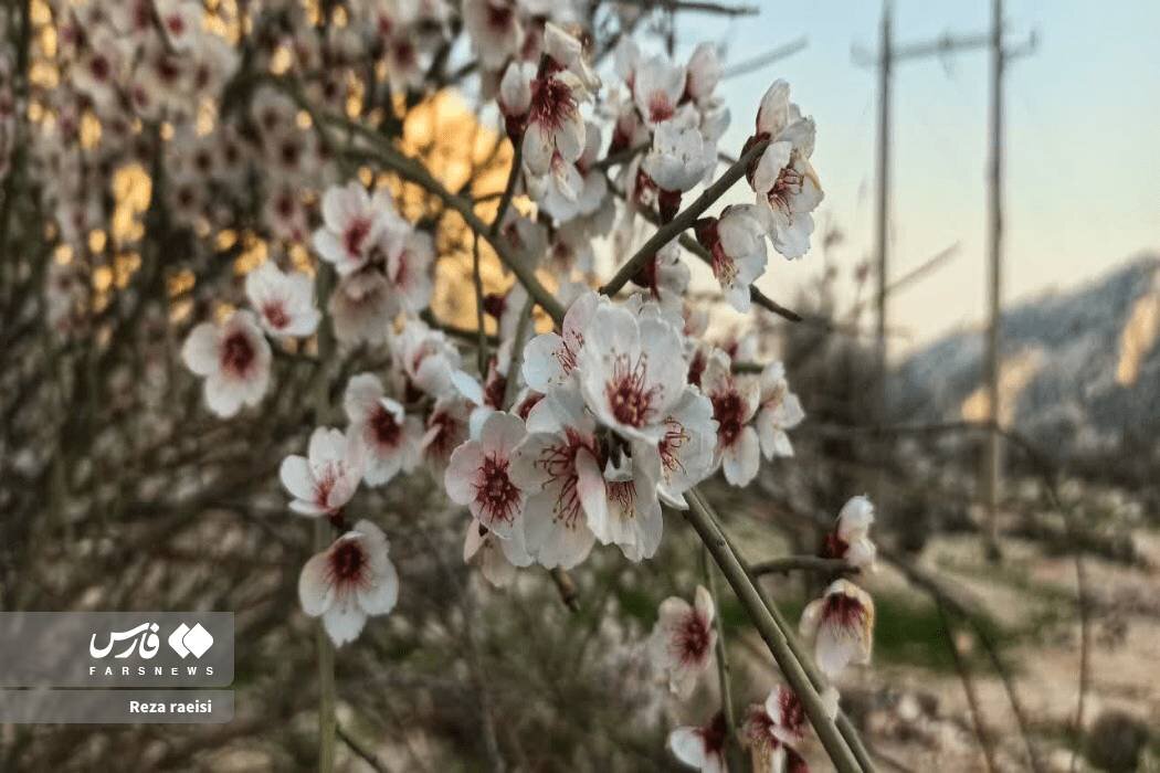 شکوفه‌های بادام کوهی در جم