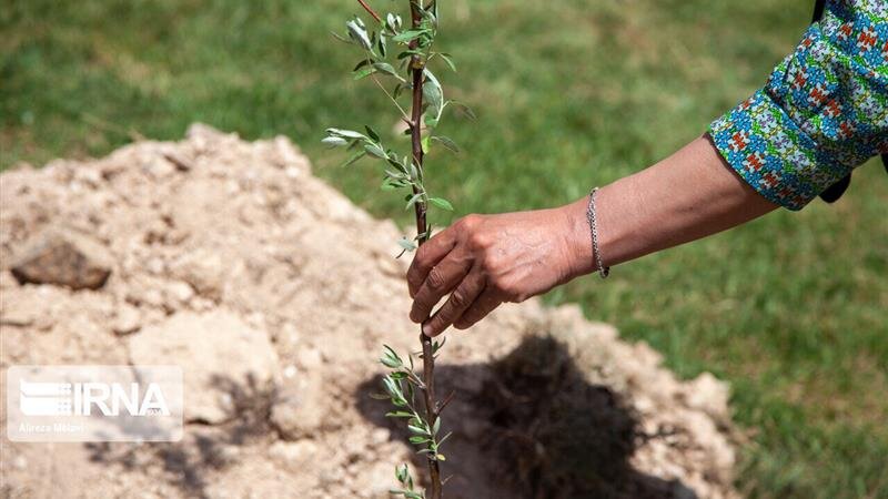 ۲۴۹ هزار نهال زراعت چوب در خراسان‌شمالی توزیع شد