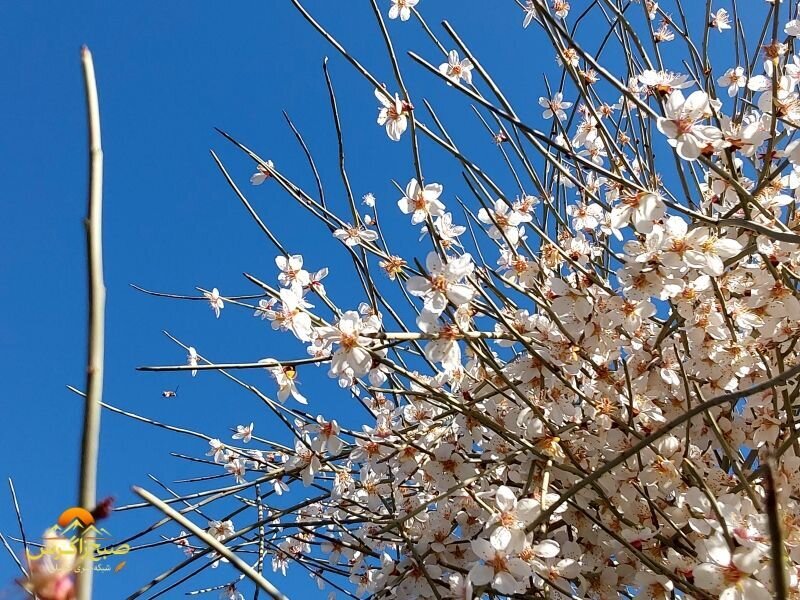 زیبایی شکوفههای بهاری در تپهماهور لنده