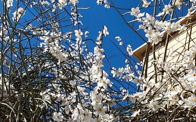 زیبایی شکوفههای بهاری در تپهماهور لنده