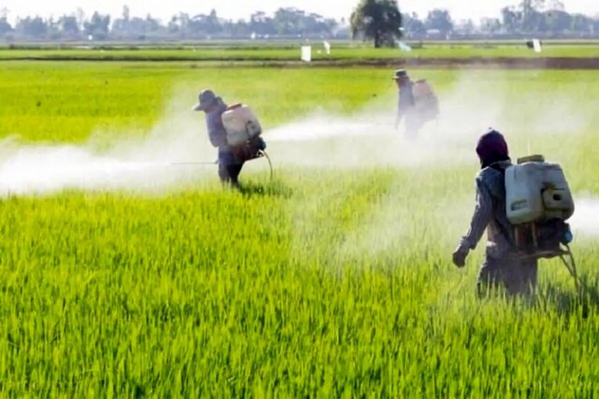 آغاز مبارزه با علفهای هرز در مزارع مناطق گرمسیری کرمانشاه