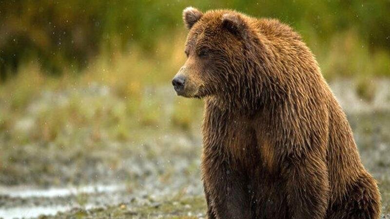زیستبوم جانوری اردبیل در معرض خطر/ محافظت از هفت گونه تشدید شد