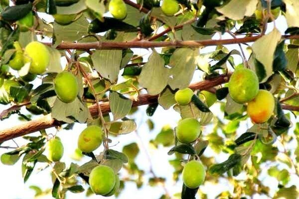 برداشت کُنار از باغهای شهرستان میناب