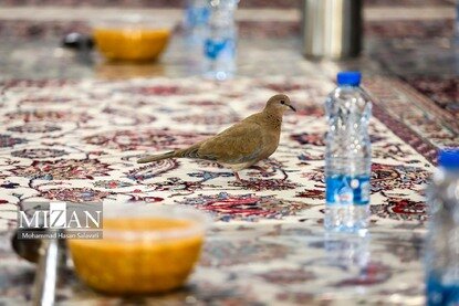 افطار در حرم مطهر رضوی