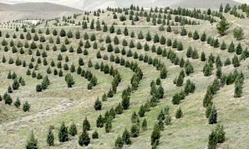 شناسایی ۳۰۰ نقطه بحرانی سیل در البرز/ تولید ۲۲ میلیون نهال در طرح کاشت یک میلیارد درخت