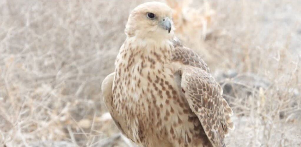 رهاسازی دو فرد بالابان پس از طی موفق دوره درمان و بازپروری در چهارمحال و بختیاری