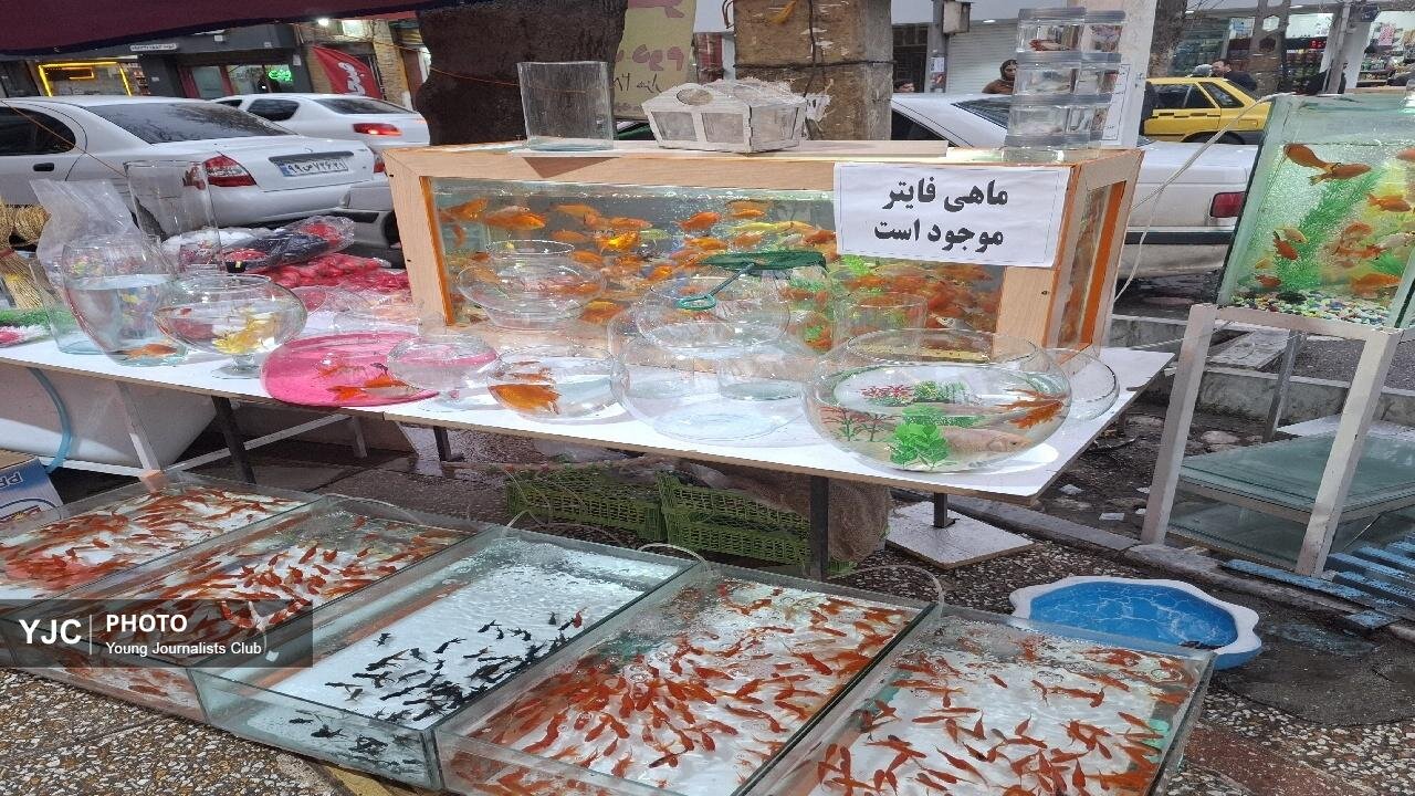 حال و هوای نزدیک به عید و خرید ماهی قرمز در بازار خرمآباد + فیلم