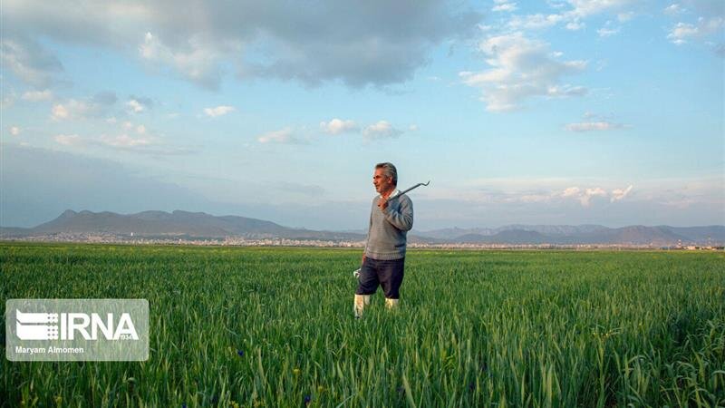 استقبال کشاورزان بیلهسواری از طرحهای بیمهای افزایش یافت