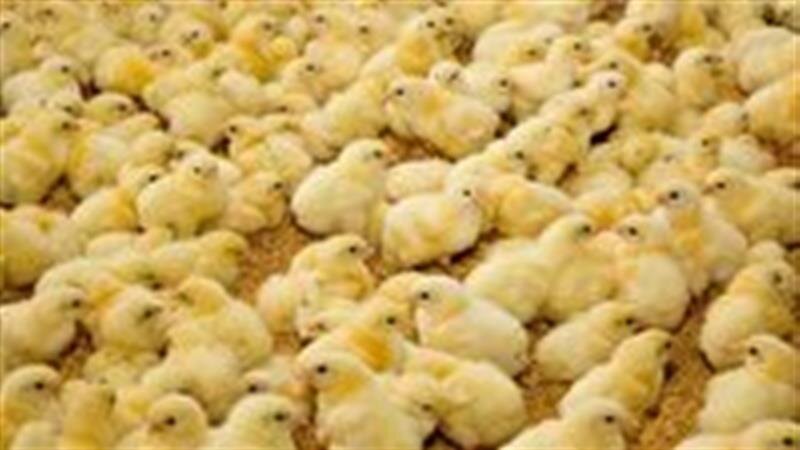 جوجه ریزی بیش از ۱۴ میلیون و ۸۰۰ هزار قطعه جوجه در خراسان شمالی