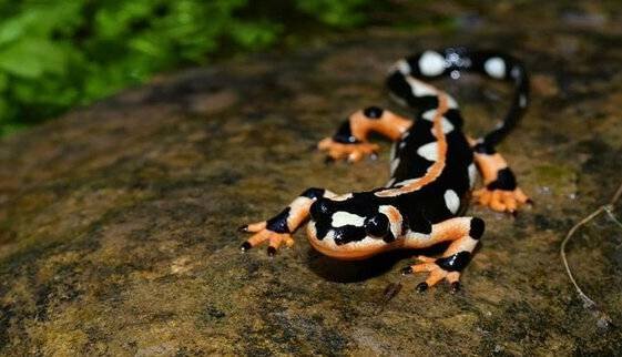راه‌اندازی پاسگاه محیط‌بانی در زیستگاه‌ «سمندر لرستانی»